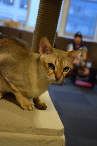 Cat cafe (4)
