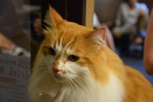 Cat cafe (5)
