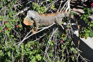 Iguana (2)